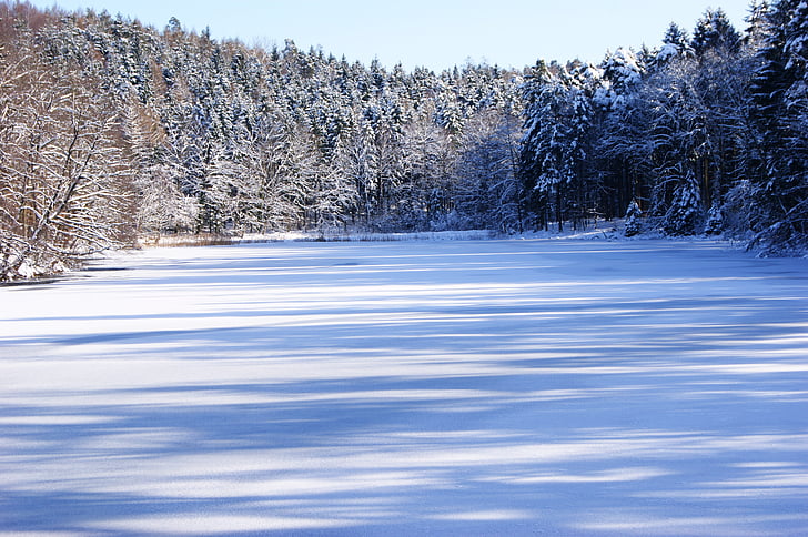 езеро, зимни, дървета, сняг, небе, синьо, замразени