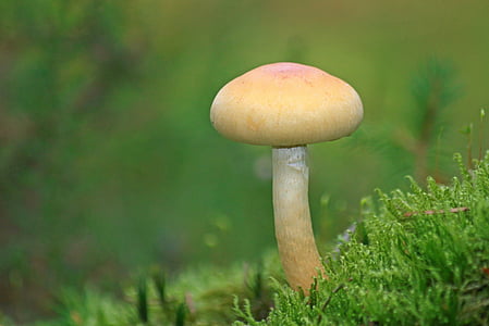 mushrooms, forest, autumn, nature, plant, moss, green