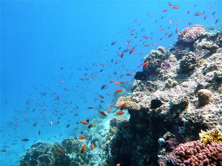zivis, jūra, zila, koraļļu rifs
