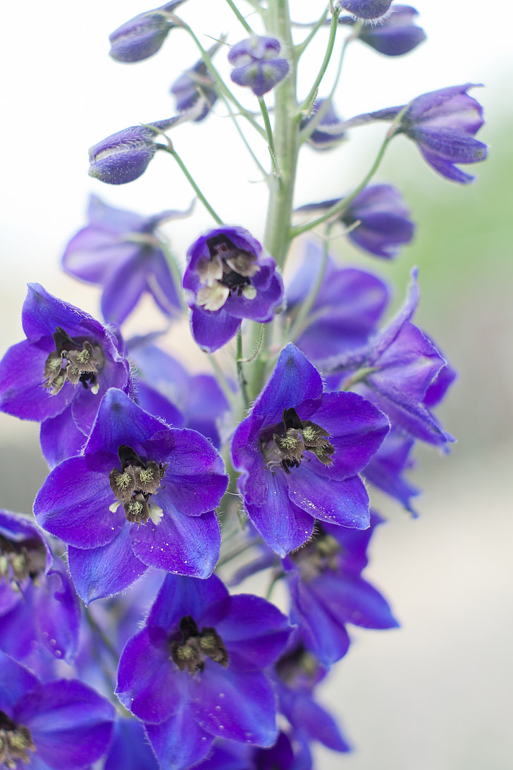 delphinium Elatus, Alpine delphinium, Ostróżka świeca, Violet, fioletowy, rośliny ogrodowe, kwiat