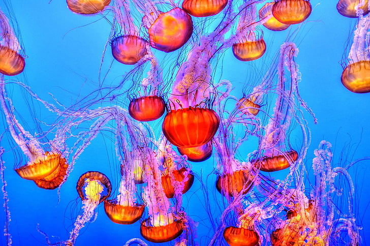 colorful, deep, deep oceans, jellyfish, ocean, orange, water