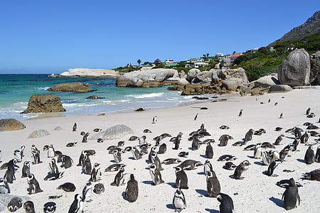 penguins, south africa, cape town, beach, ocean