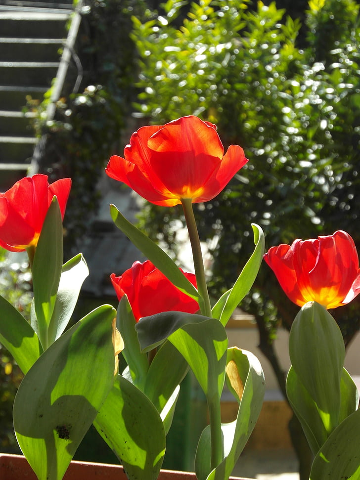 Tulip, červená, kvet, kvety, Príroda, lístkov, rastlín