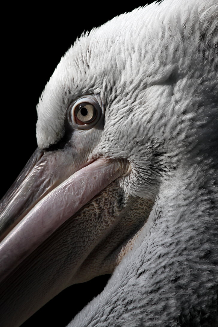 dalmatiske pelican, Blijdorp, diegaarde, Zoo, Rotterdam