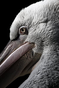 dalmatínskej pelican, Blijdorp, diegaarde, Zoo, Rotterdam