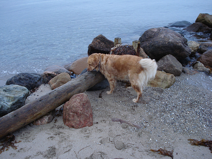 golden retriever, water, dog, beach