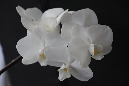 orhideja, bela, cvet, cvet, cvet, rastlin, cvetje