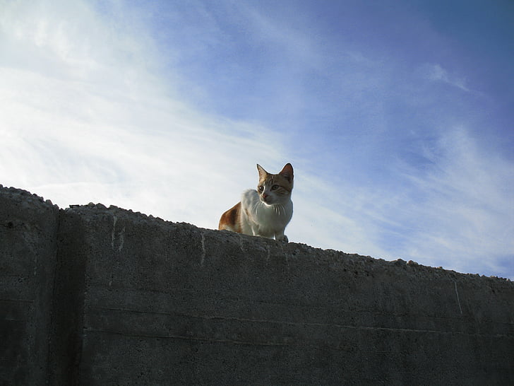 cat, wall, sky