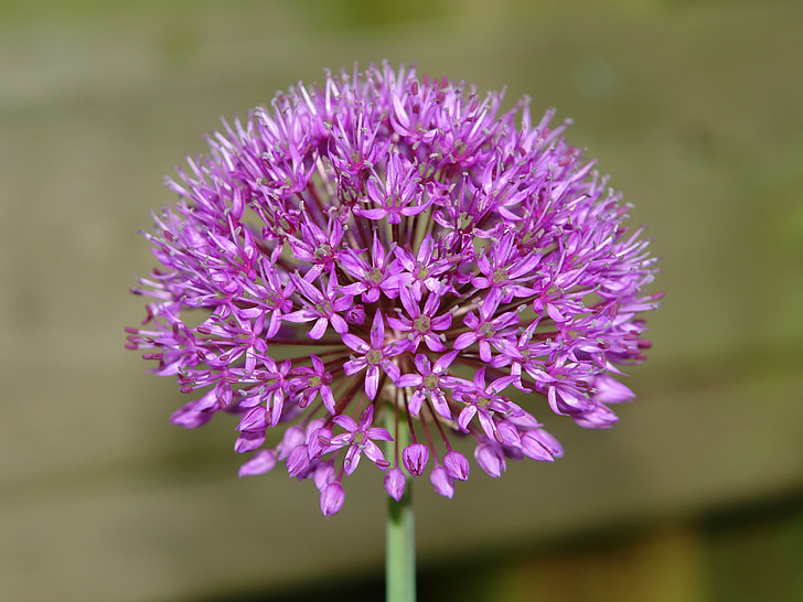 Allium, interfaz de usuario, cebolla ornamental, Allium giganteum, flor, púrpura, floración