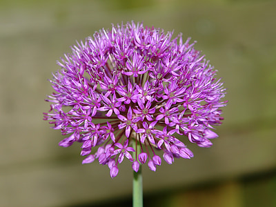 Allium, UI, okrasná cibuľa, Allium giganteum, kvet, fialová, kvet