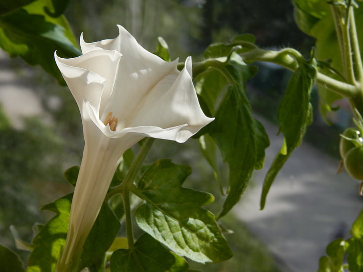 Datura balta, puķe, atstāj, zaļas lapas, closeup, daba, Leaf