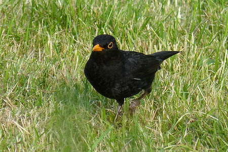 Blackbird, oiseau, noir, herbe