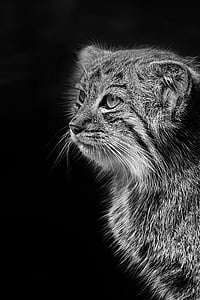 divlja mačka, Zoološki vrt, Pallas mačka, crno i bijelo, mačka, mačji, portret