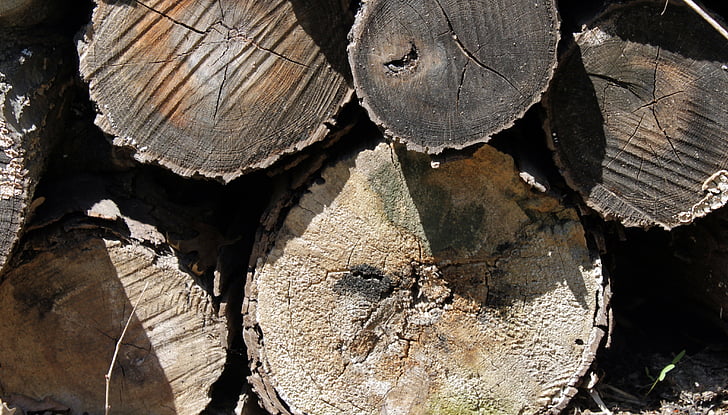logs, wood, cut, nature, recycling, circle, cracks