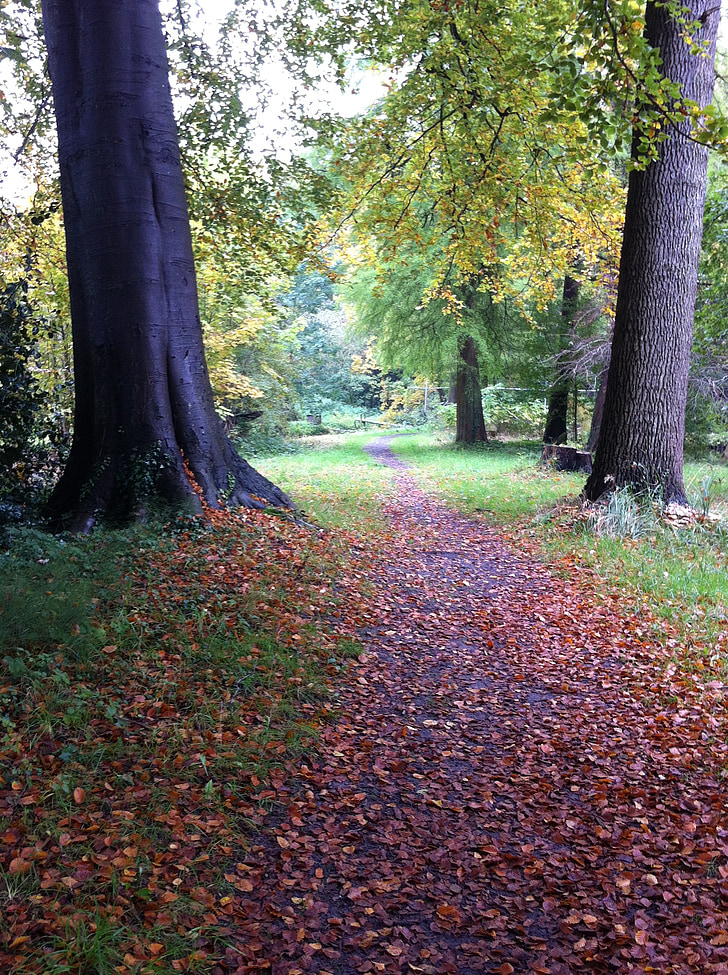 autumn, forest, walkway