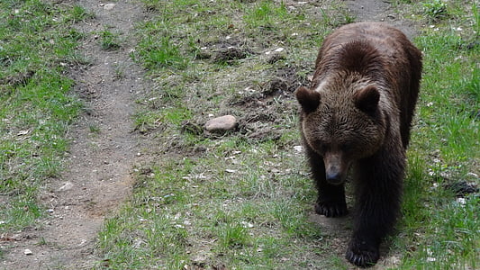 медведь, млекопитающие, Тедди, лес, леса, бурый медведь