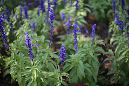 lavender, flower, lilac, plant, nature, summer, fresh