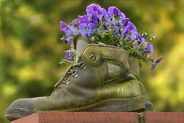 boots, shoes, old, large, planting, pansy, nature