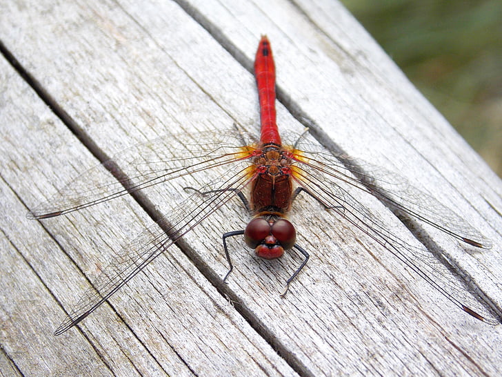 Dragonfly, červená vážka, makro, Příroda, hmyz