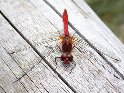 Dragonfly, libelula rosie, macro, natura, insectă