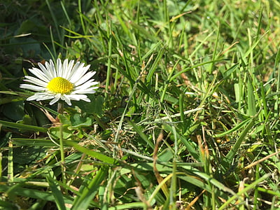 Daisy, rumput, padang rumput, musim semi, bunga, rumput, bidang