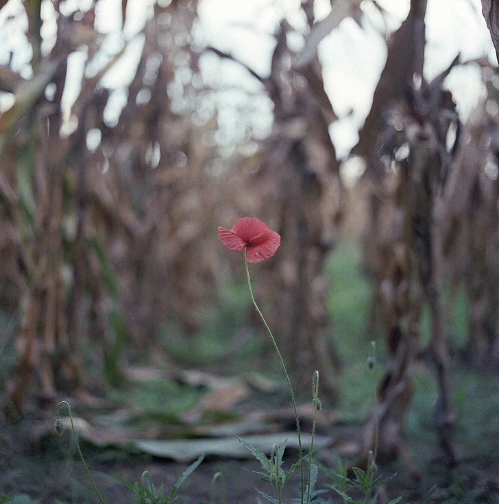 poppy, alone, field, red, spring, flower, wild