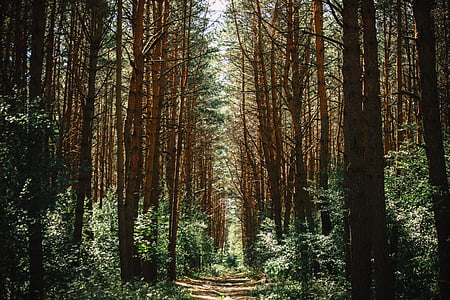 Pathway, stien, skog, bane, skogen, landskapet, natur