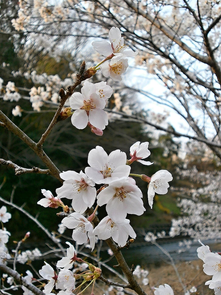 vyšnia, vyšnia, žydinčios japoniškos sakuros, vyšnių žiedai, pavasarį