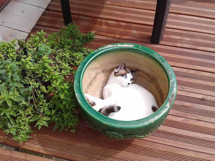 cat, animal, adorable, happy, flower bed, hiding, lying down