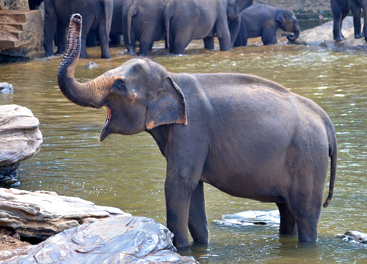 Elephant bath, Słoń, Słoń w ciąży, Słoń w kąpieliskach, kobiece słoń, krzycząc, Sri lanka