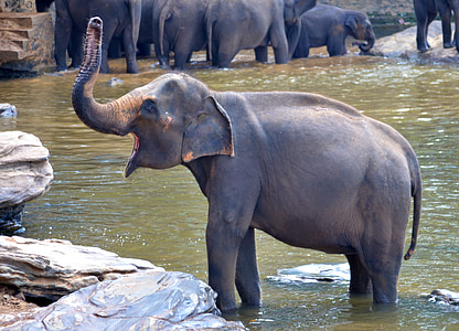 slon kúpeľ, slon, tehotná slon, kúpanie slon, samicu slona, krik, Srí lanka