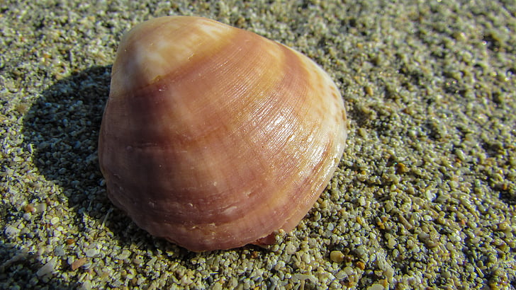 Shell, sand, strandsand, natur, Beach