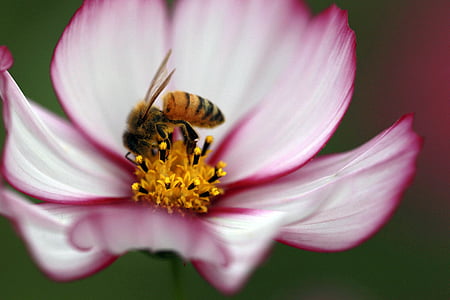 Cosmos, albine, Universul, reproducere