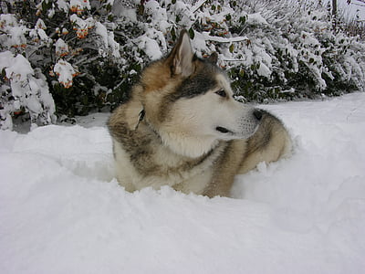 perro de trineo, poolhond, nieve