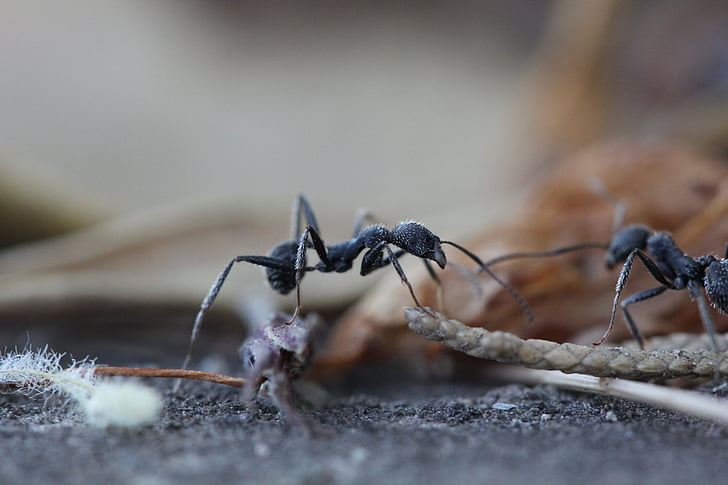 τα μυρμήγκια, έντομο, Κήπος