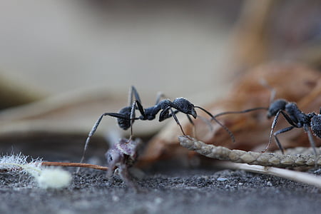 mrówki, owad, ogród