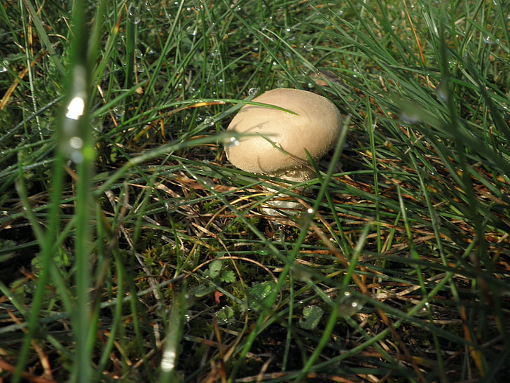 houby, louka, podzim, malé, v trávě, Příroda