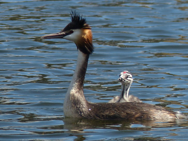 grebe, waterfowl, young, mother, child, nature