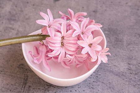 Hyacint, růžová, Hyacint růžový, květ, růžový květ, Jarní květina, voňavé květiny