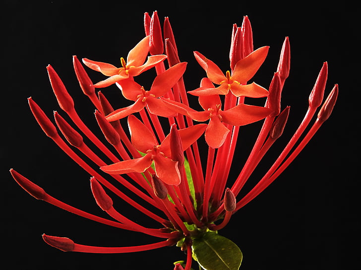 Ixora coccinea, flor, flor, flor, vermelho, planta mais furiosa, Rubiaceae