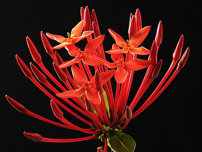 Ixora coccinea, Hoa, Blossom, nở hoa, màu đỏ, madder thực vật, họ Thiến thảo