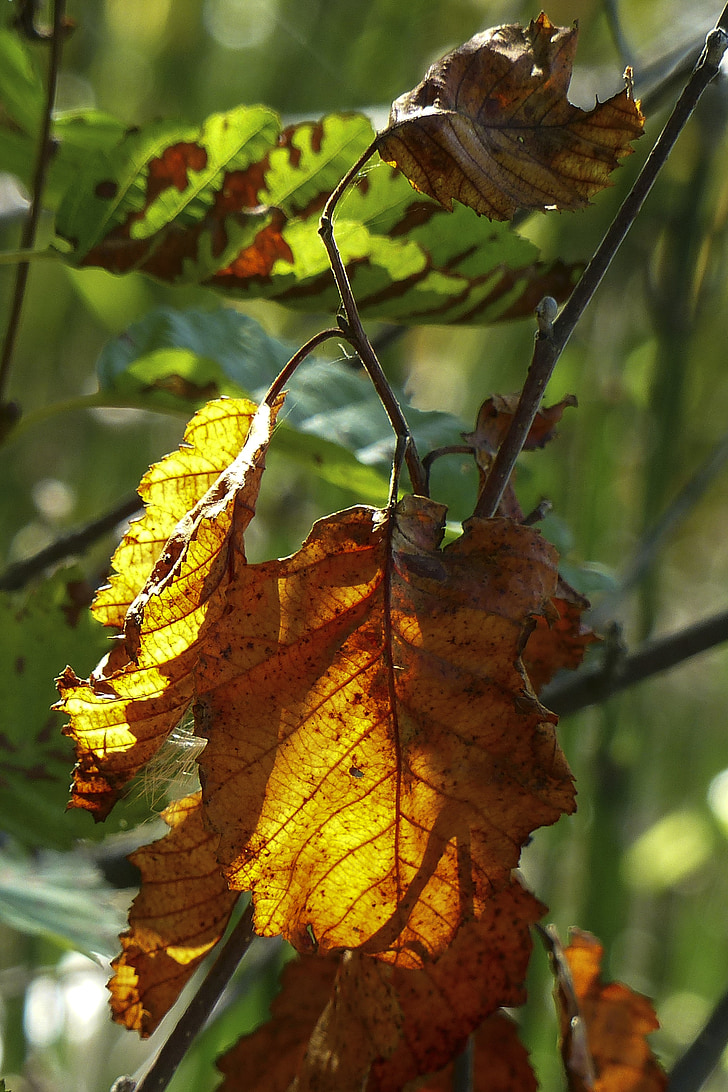 Листва, Осень, Природа, Осень, листья, красочные, назад свет