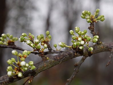 yemas de flor de cerezo de lluvia-mojado, mostrando blanco, a punto de abrir, lluvia-mojado, gota de agua, Bud, flor