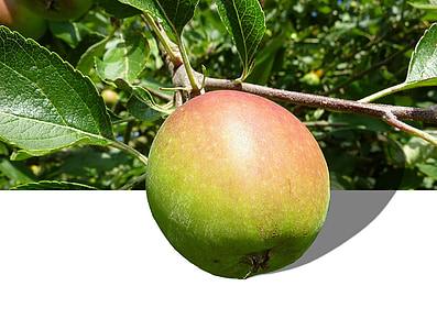 Apple, fruta, vitaminas, rojo, árbol de manzana, saludable, jardín