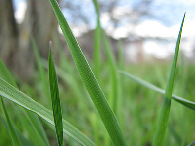 gras, plant, zomer, Closeup, macro, Groenen, groen