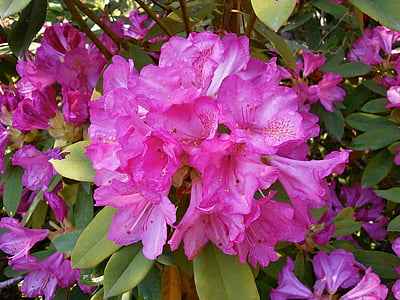 Rhododendron, rododendrons, Ericaceae, Lentebloemen, roze bloem, natuur, plant