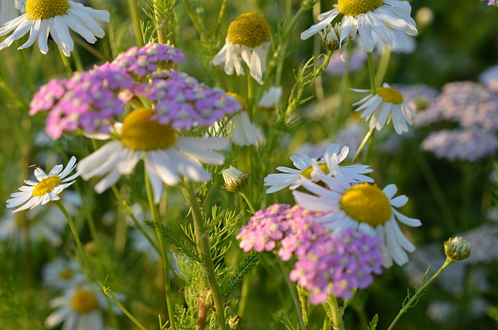 Kamomilla, kukat, kukka niitty, luonnonvaraisia kukkia, kasvi, kesällä, valkoinen