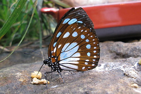 Schmetterling, Insekt, Nahrungsaufnahme, in der Nähe, Flügel, öffentliche Urkunde