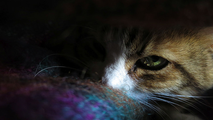 kat, øjne, Feline
