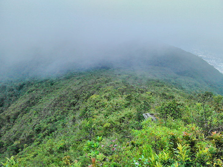 vegetazione, nebbia, Caracas, Avila, Venezuela, natura, verde